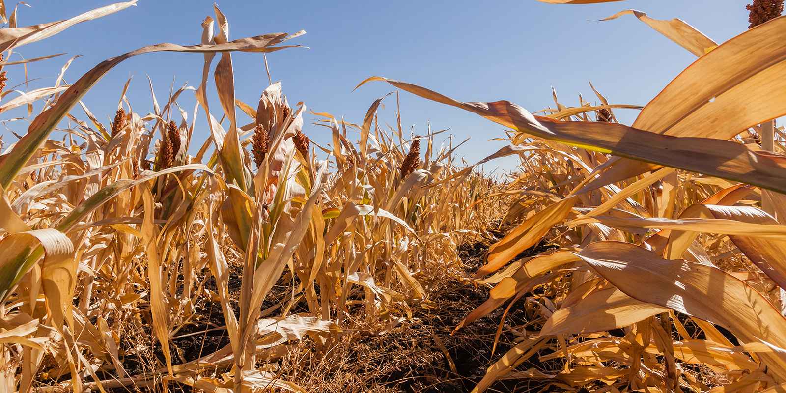 Climate change in Kenya