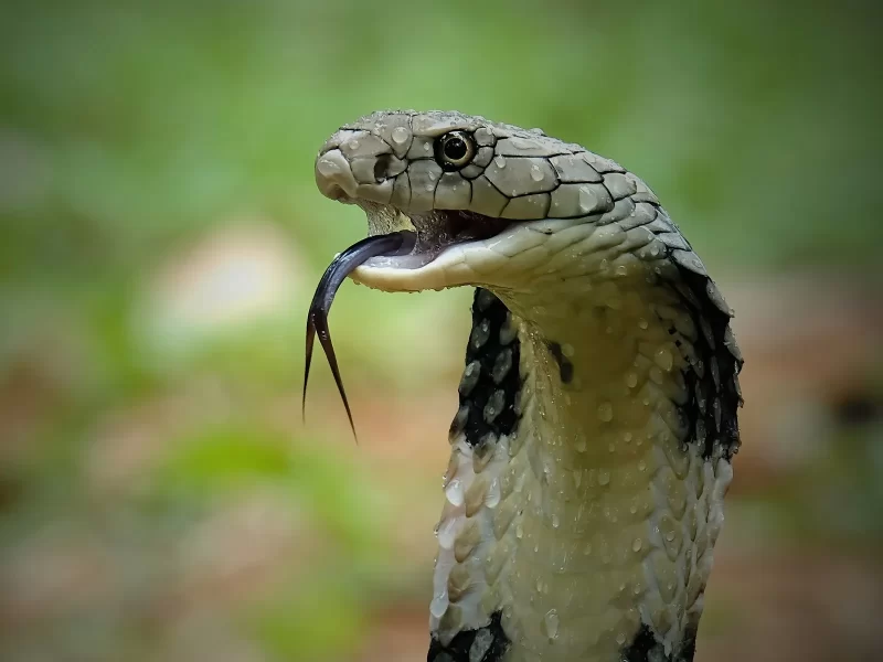 Snake