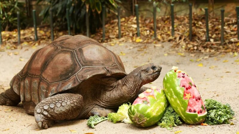 Tortoise-with-his-handouts-1