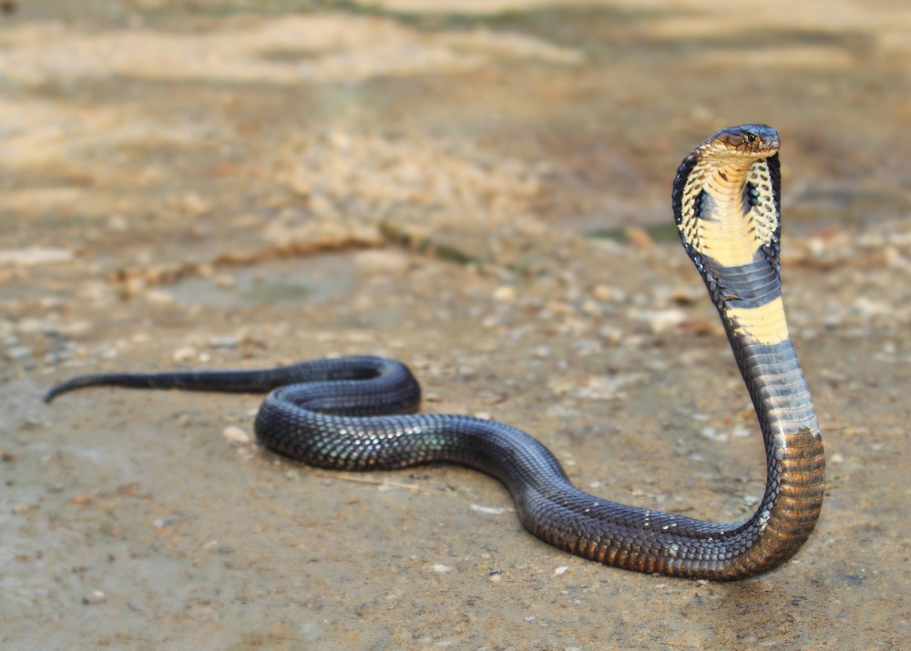 Snake-cobra