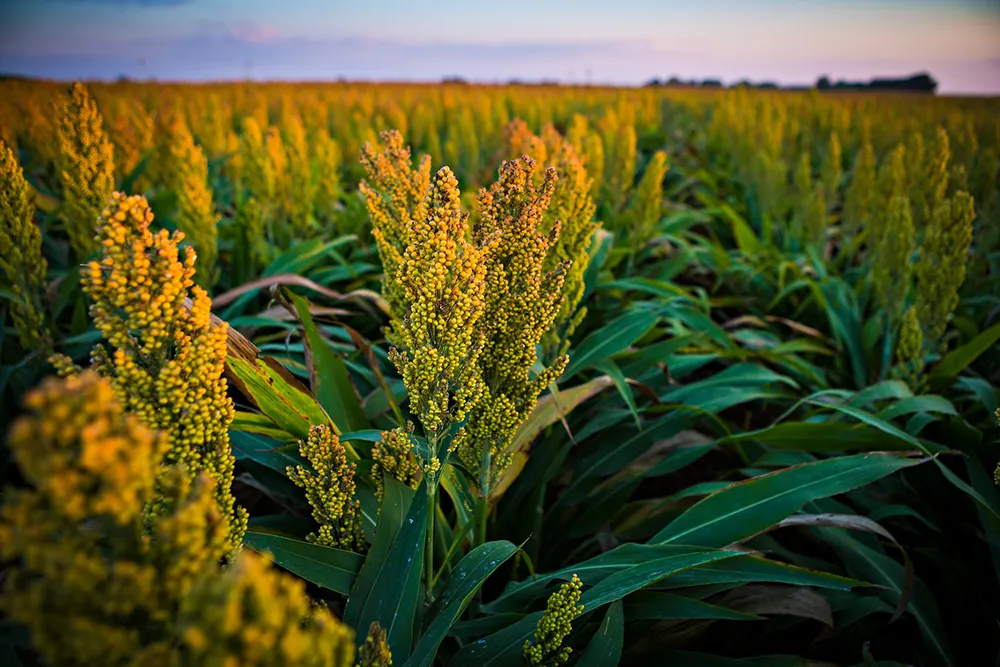 millet-field