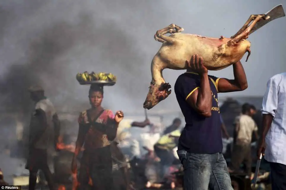 Abattoir in maiduguri
