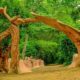 Osun-Osogbo Grove