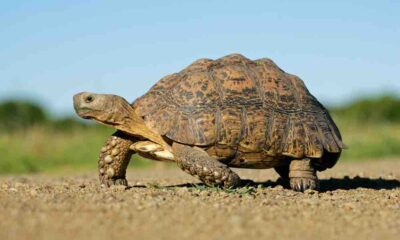 Mountain tortoise