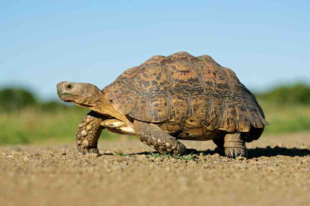 Mountain tortoise