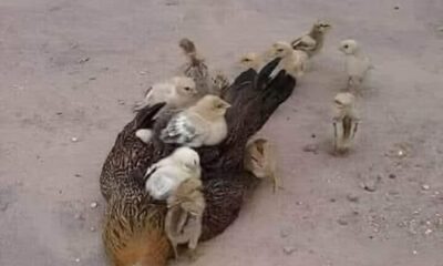 Chicken And Chicks