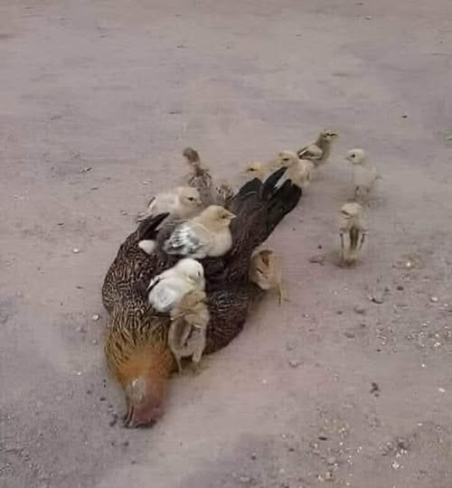 Chicken And Chicks