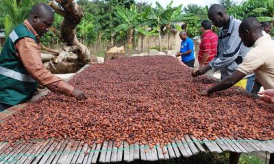 Cocoa