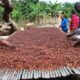 Cocoa