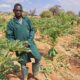 Transforming African Agriculture