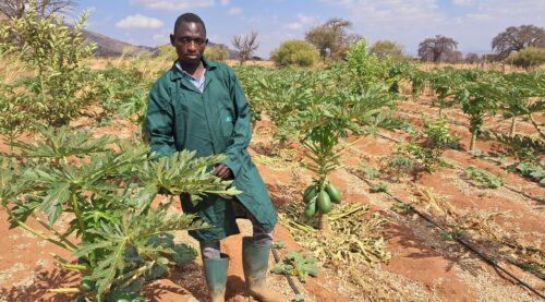 Transforming African Agriculture