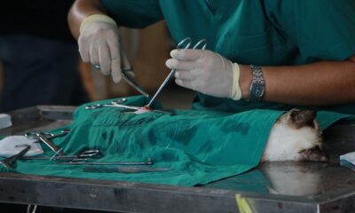 Surgery_performed_on_a_domestic_cat-veterinary zoo