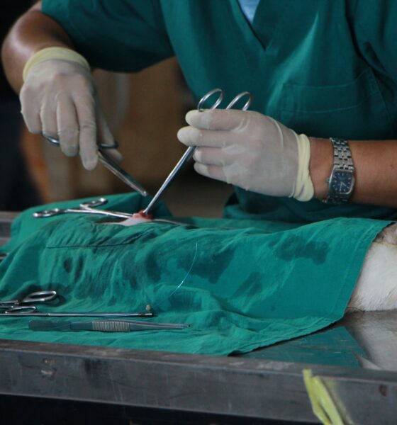 Surgery_performed_on_a_domestic_cat-veterinary zoo