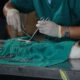 Surgery_performed_on_a_domestic_cat-veterinary zoo