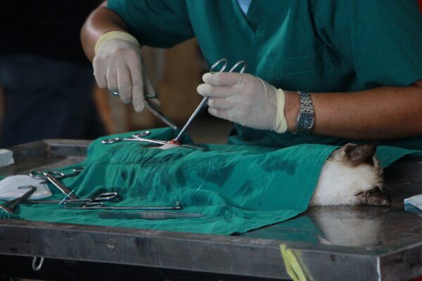 Surgery_performed_on_a_domestic_cat-veterinary zoo