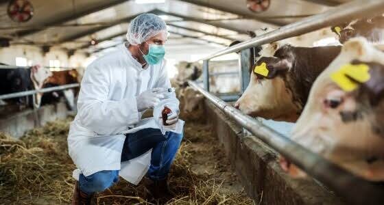 Livestock disease